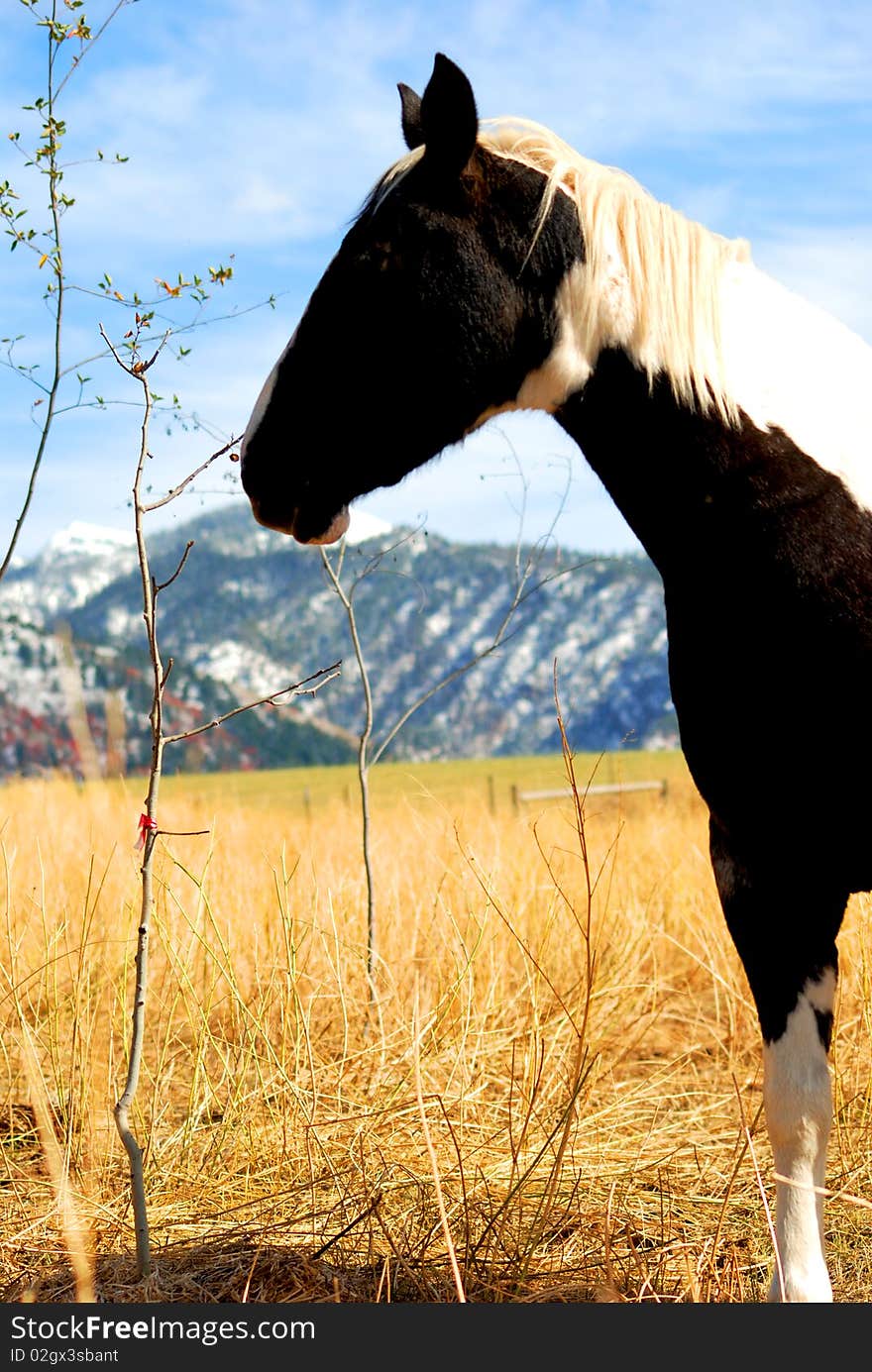 This photo was taken in Wyoming of a horse on the countryside. This photo was taken in Wyoming of a horse on the countryside.