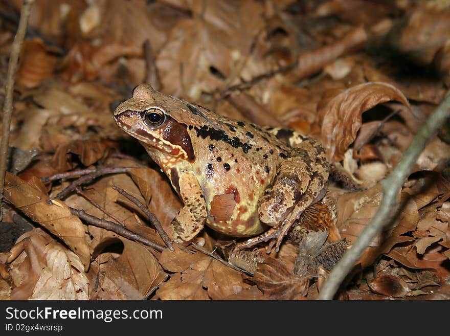 Camouflaged Toad