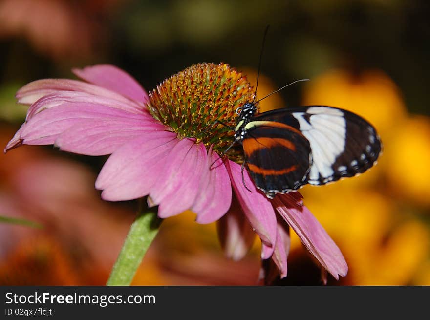 A butterfly lands on a pink daisy. A butterfly lands on a pink daisy