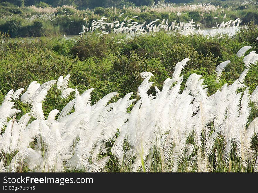 Flowwer Grass,vista beauty.side seeing of Road , Central of Thailand.