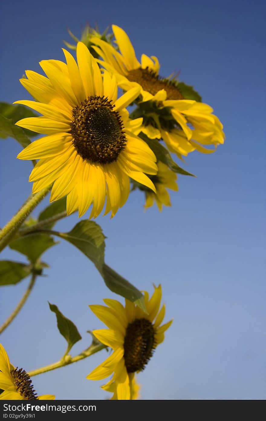 Rising Sunflower