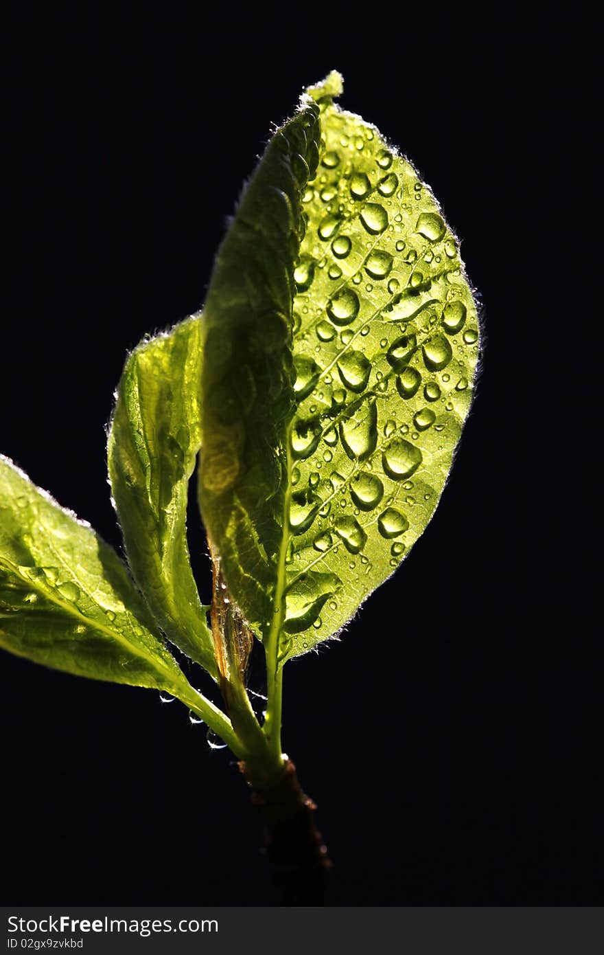 Fresh nature in the springtime