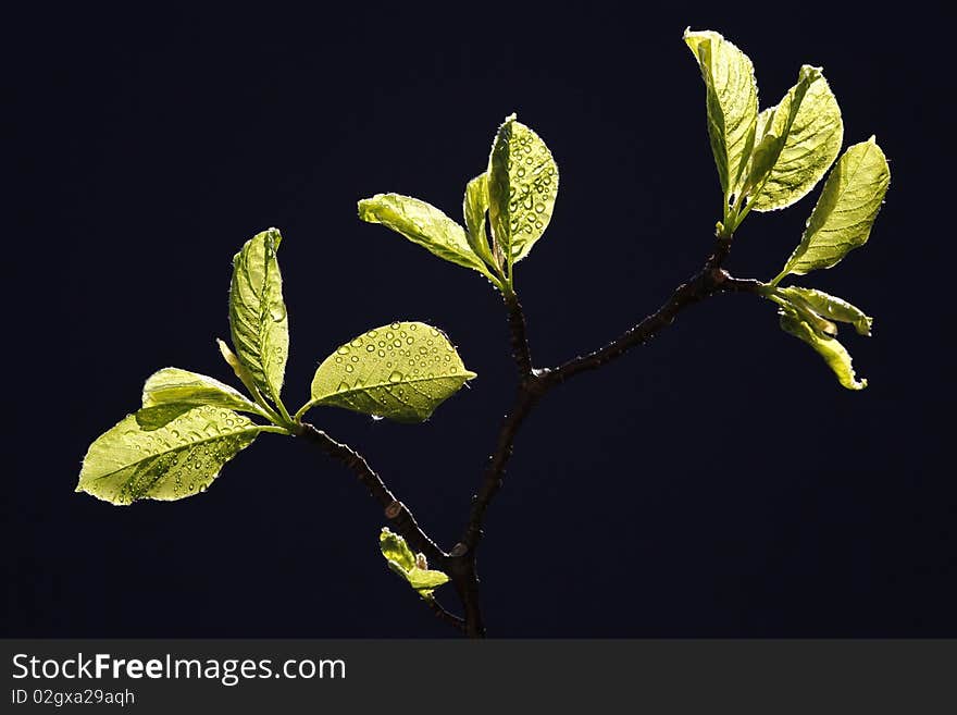 Fresh nature in the springtime