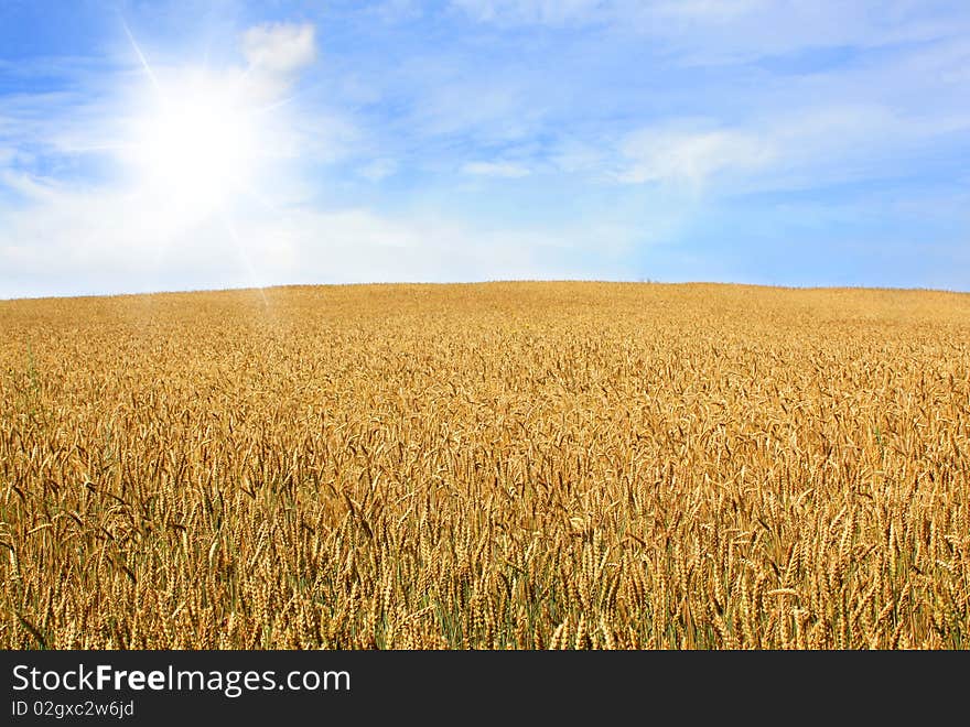 Beautiful summer landscape of wheat field