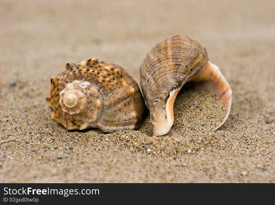 Two Cockshell