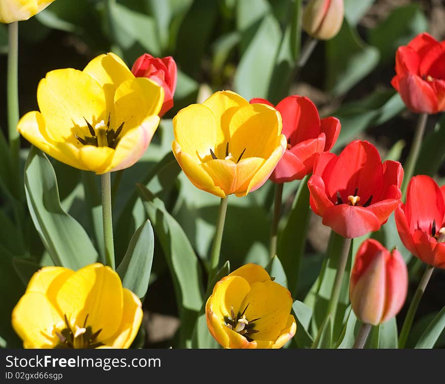 Colorful tulips in the garden