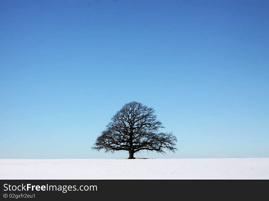 Large Oak tree in winter