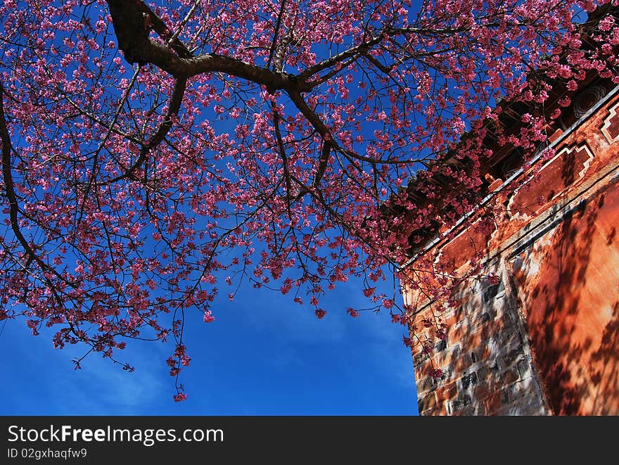 Cherry bloom means spring is coming. Cherry bloom means spring is coming.