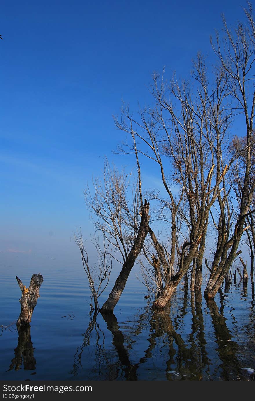 Tree In The Lake