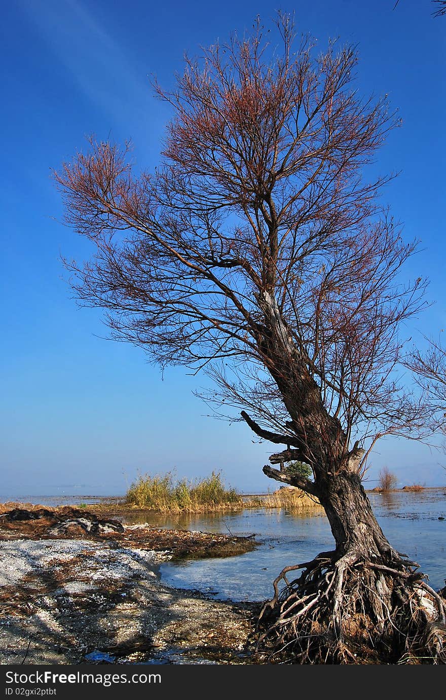 A longly tree standing beside erhai lake in the winter.