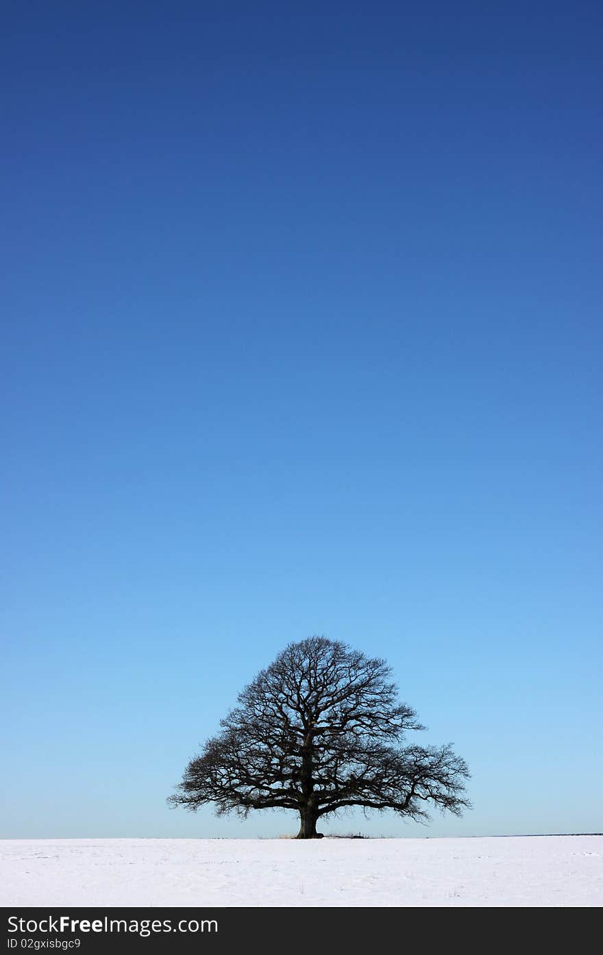 A single oak on a snowy plain. A single oak on a snowy plain