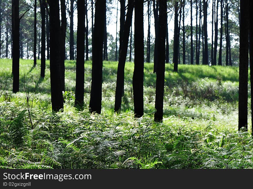 Pine trees and ferns at Tung Salang Luang National Park, Thailand. Pine trees and ferns at Tung Salang Luang National Park, Thailand.