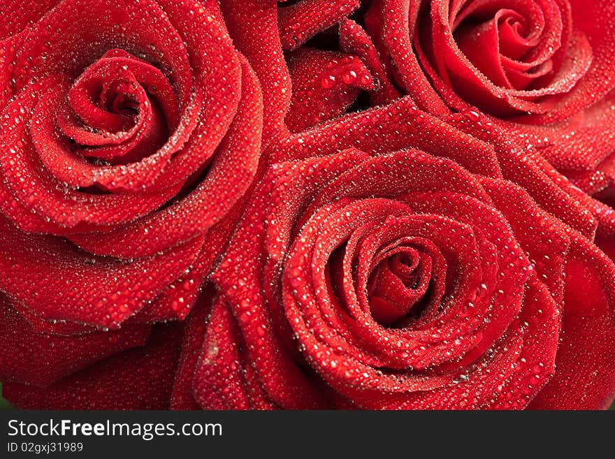 Red roses with water droplets