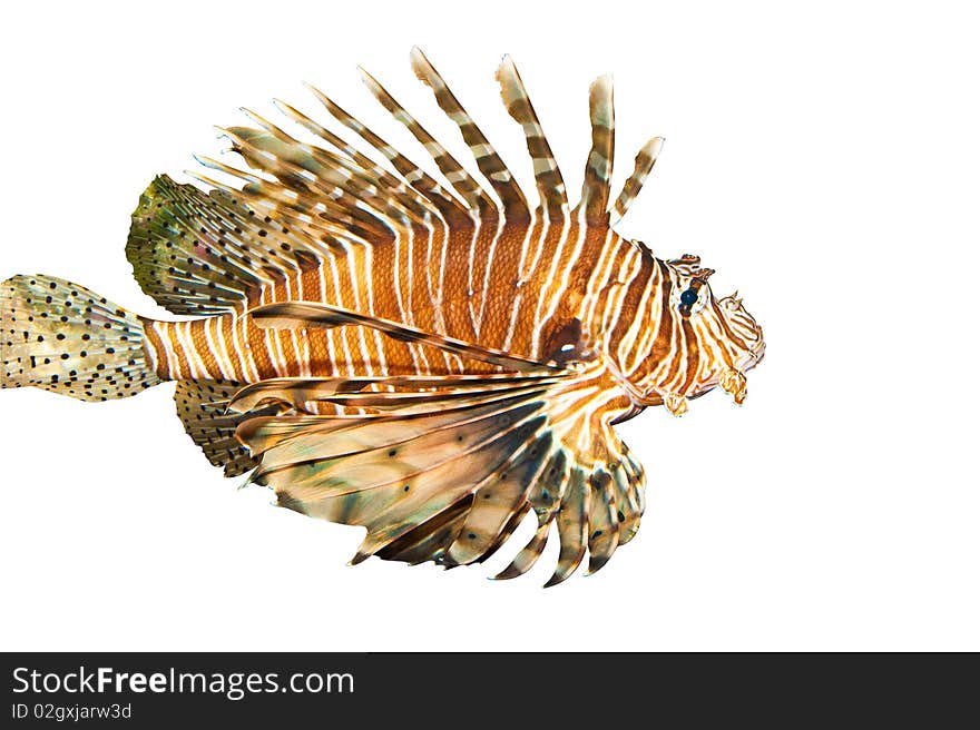 Volitan Lionfish In Aquarium