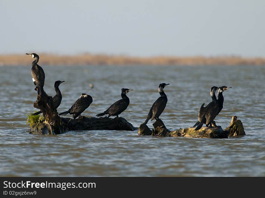 Great Cormorant (Phalacrocorax carbo) On a Log. Great Cormorant (Phalacrocorax carbo) On a Log