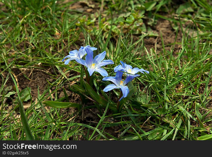 Blue spring flowers on green grass