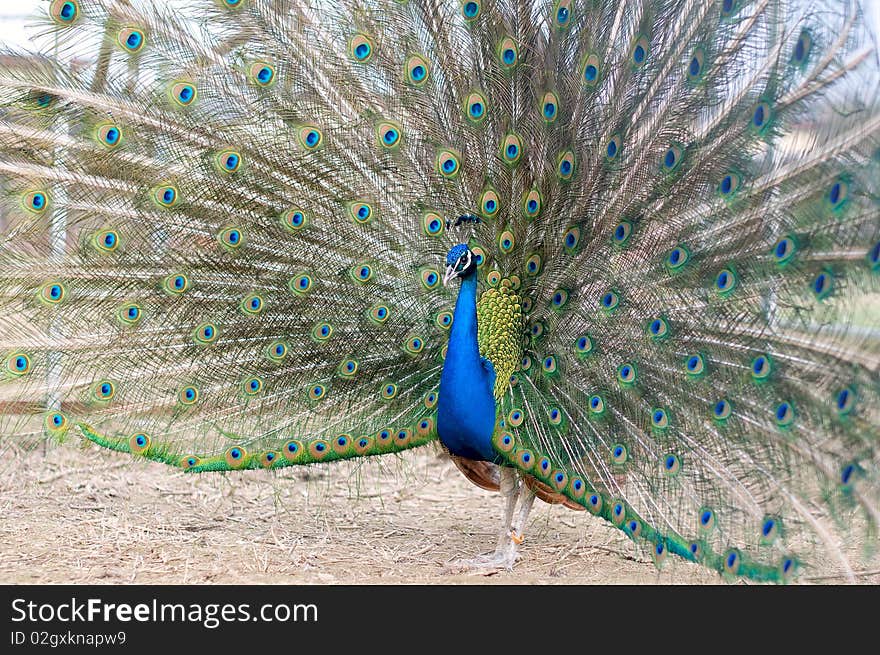 Beautiful spread of a peacock. Beautiful spread of a peacock.