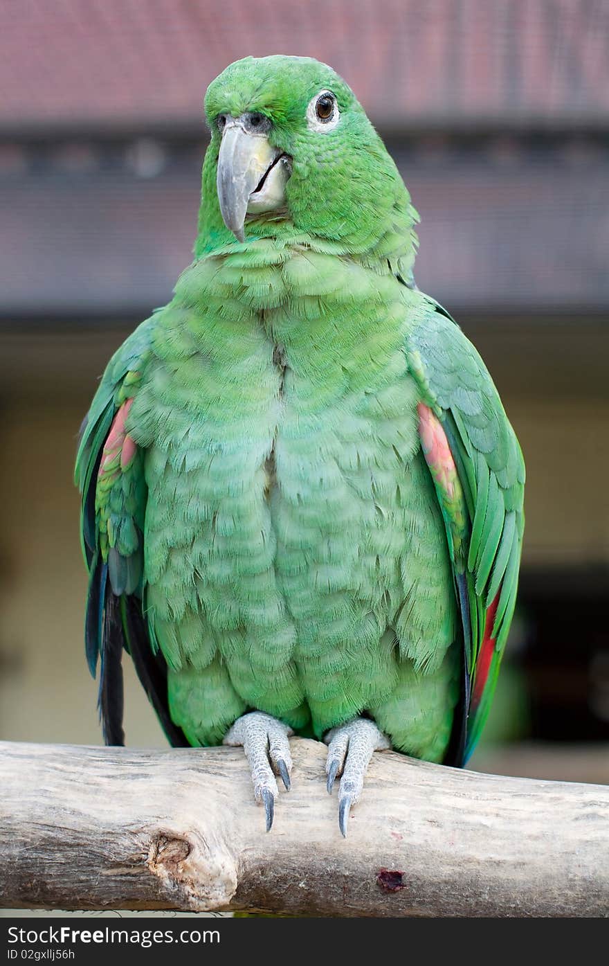 Close-up portrait of green parrot