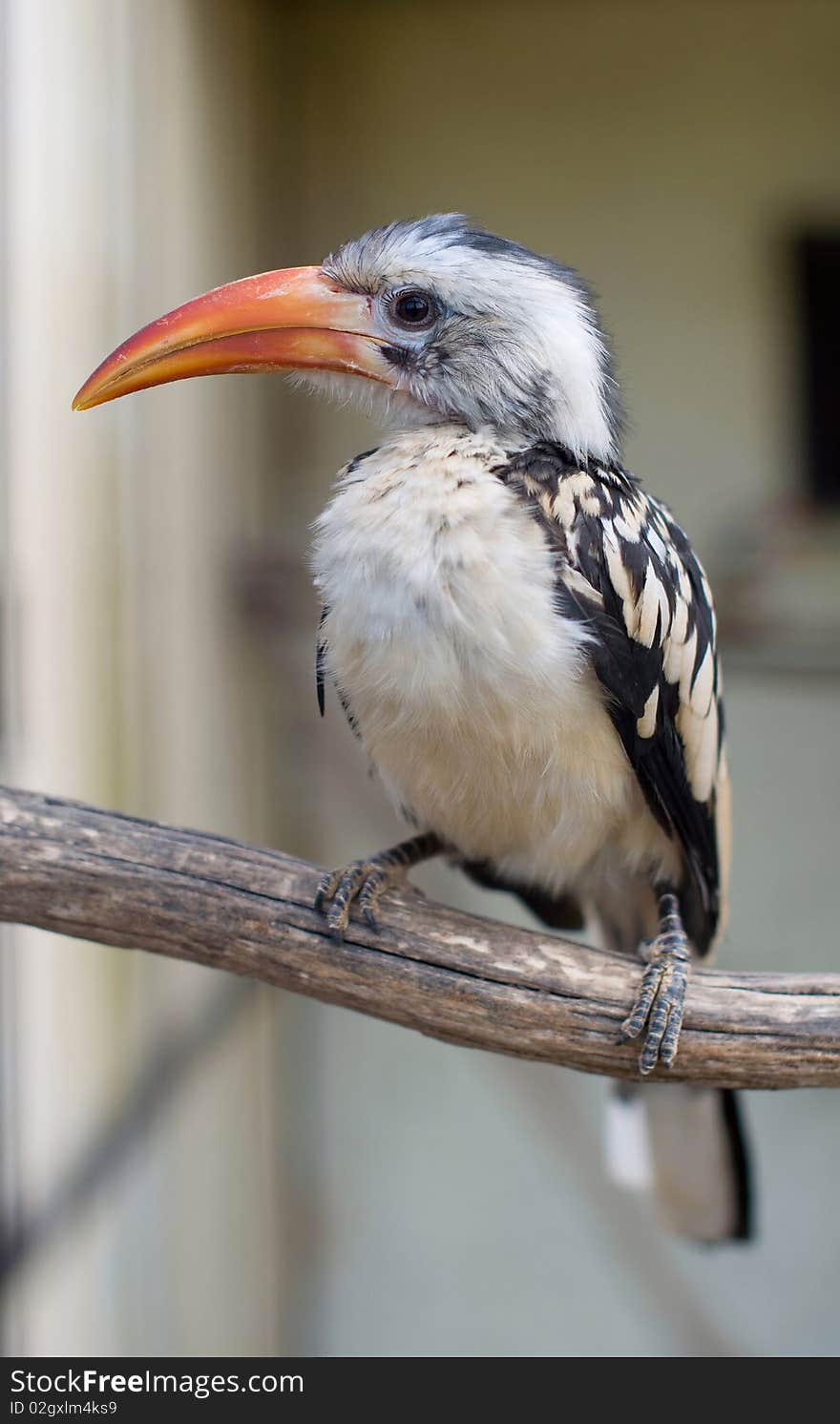 Portrait of a rare bird Bucerotidae.