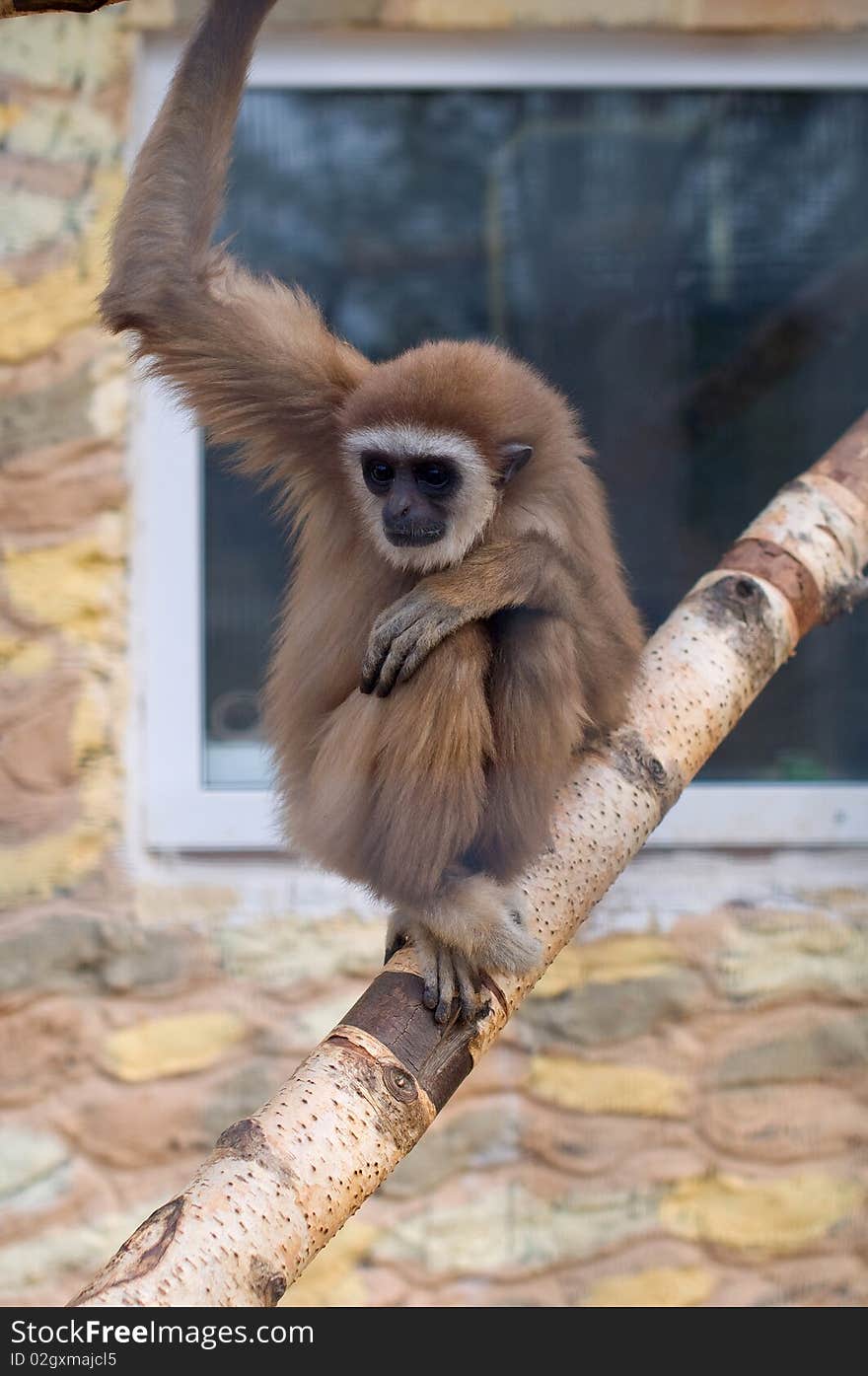 Gibbon funny beautiful little monkey. Gibbon funny beautiful little monkey