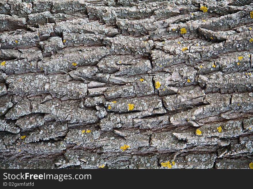 Bark on the trunk of a tree. Bark on the trunk of a tree