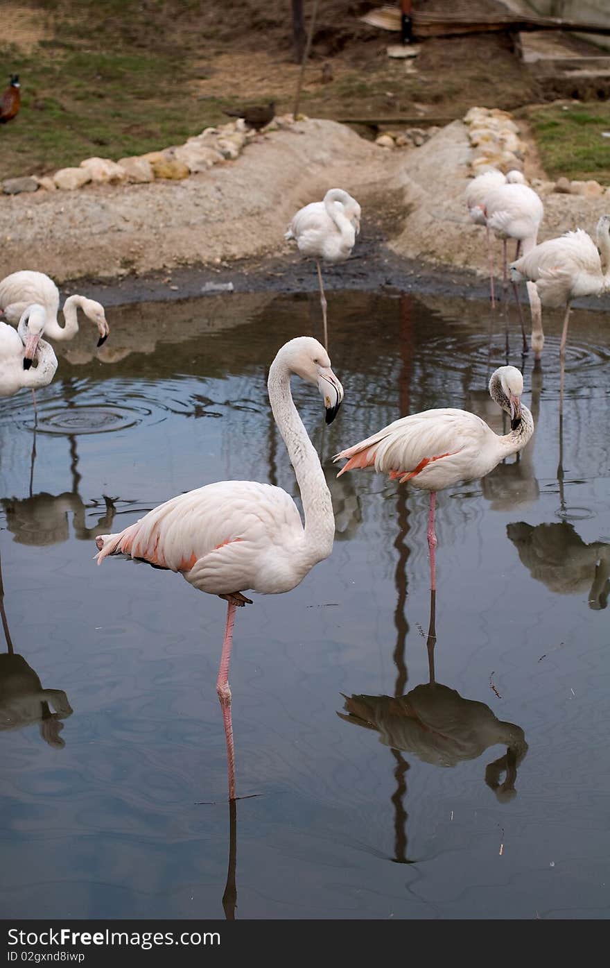 Beautiful pink flamingo in a lake