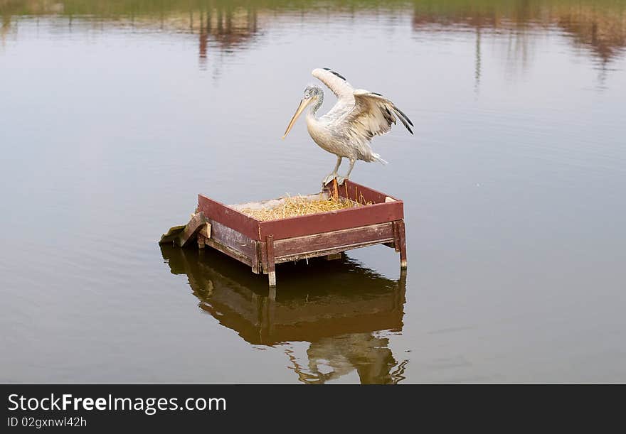 Pelican On A Lake