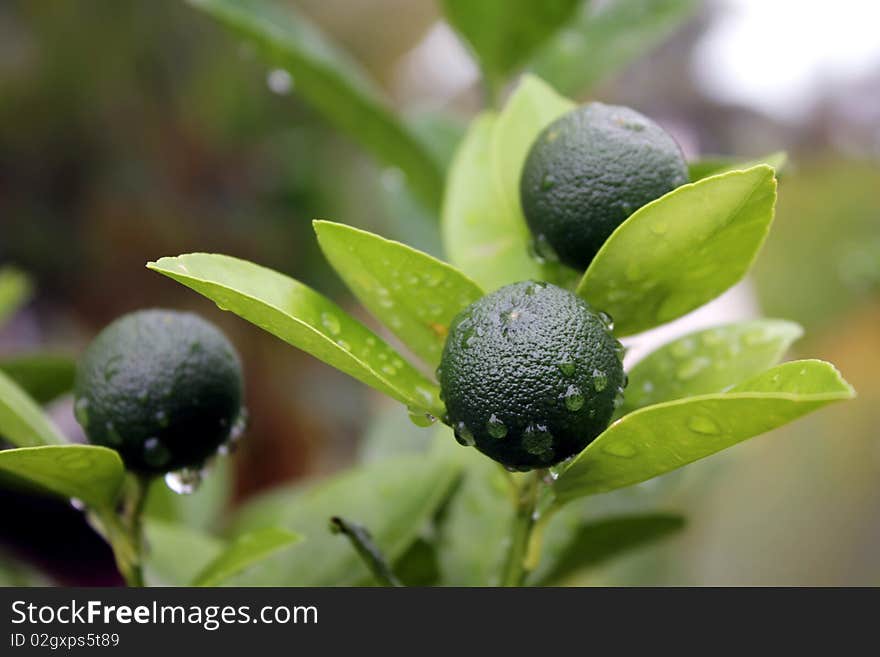 Fresh lime fruit with lime tree