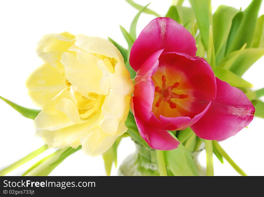 Two tulips yellow and purple closeup isolated on white background, Spring flowers image. Two tulips yellow and purple closeup isolated on white background, Spring flowers image.