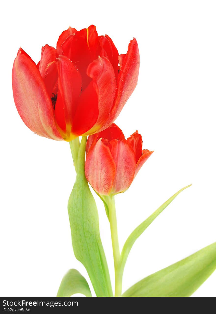 Two red tulips closeup isolated on white background, Spring flowers image. Two red tulips closeup isolated on white background, Spring flowers image.