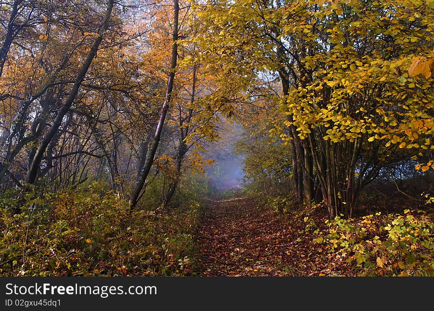 Forest in the fall season