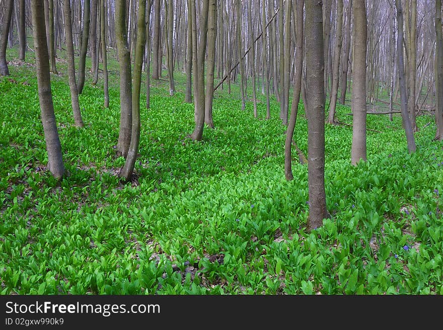 Wood in the spring and the first green vegetation