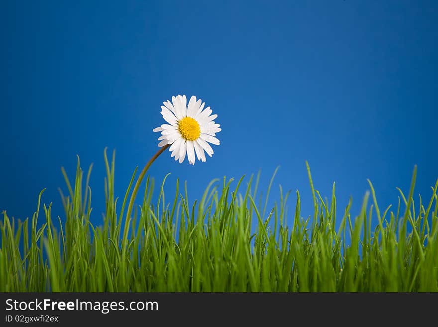 Chamomile on blue background, green grass. Chamomile on blue background, green grass