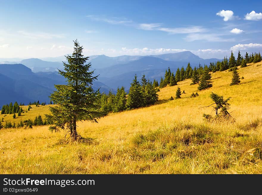 Summer landscape in mountains. A mountain valley with pines and the blue sky. Summer landscape in mountains. A mountain valley with pines and the blue sky