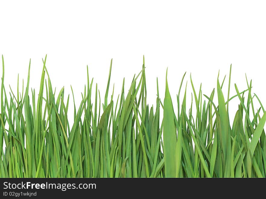 Closeup of green grass isolated on white background with clipping path