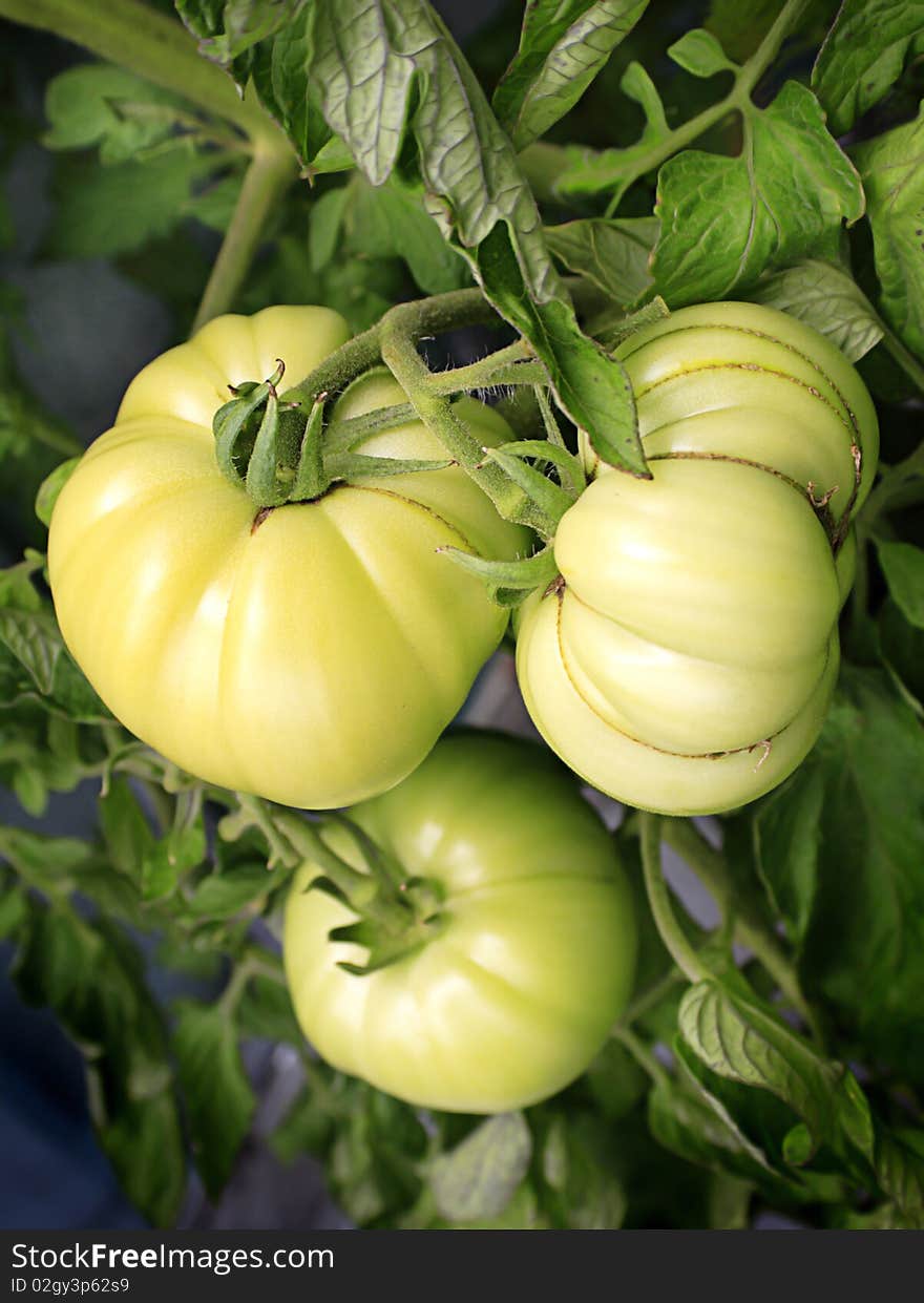 Three juicy beefsteak tomatoes maturing on the vine