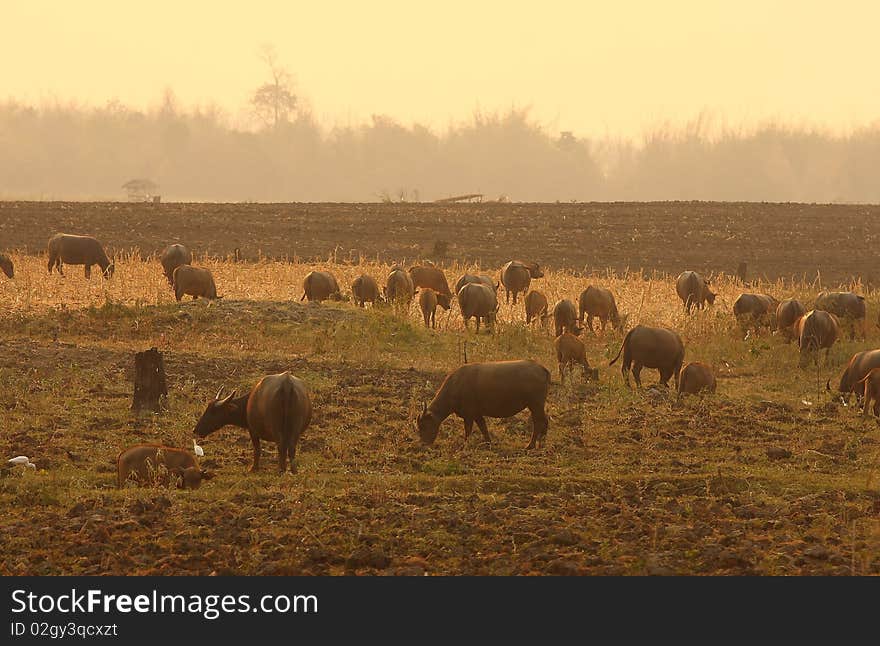 A Group Of Buffalo