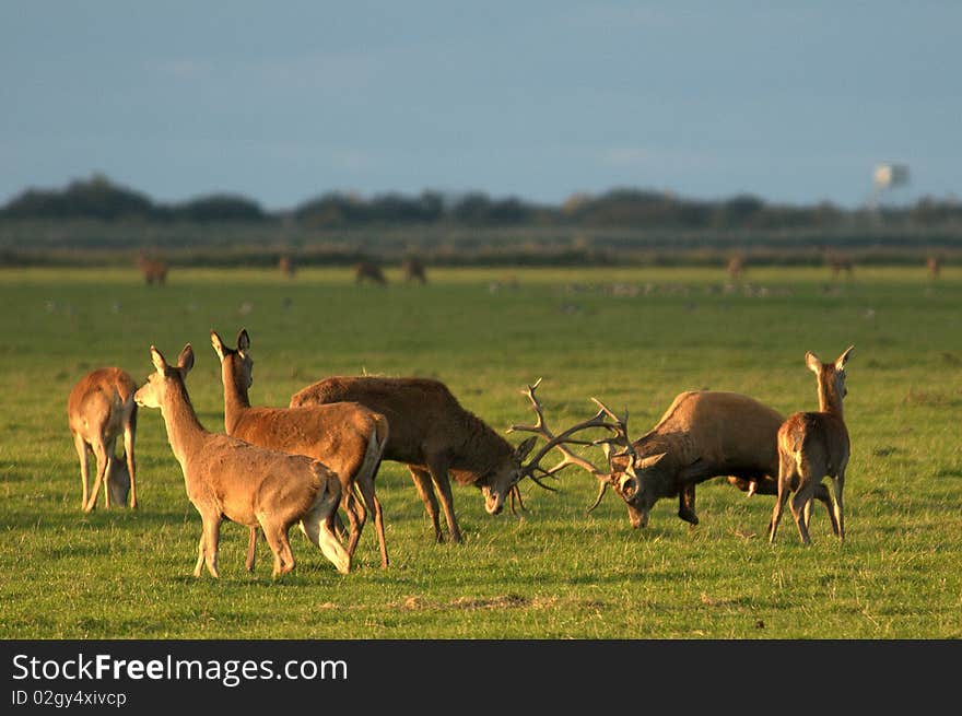 Wildlife - Red Deer