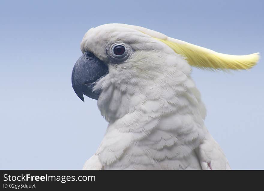 White parrot close up