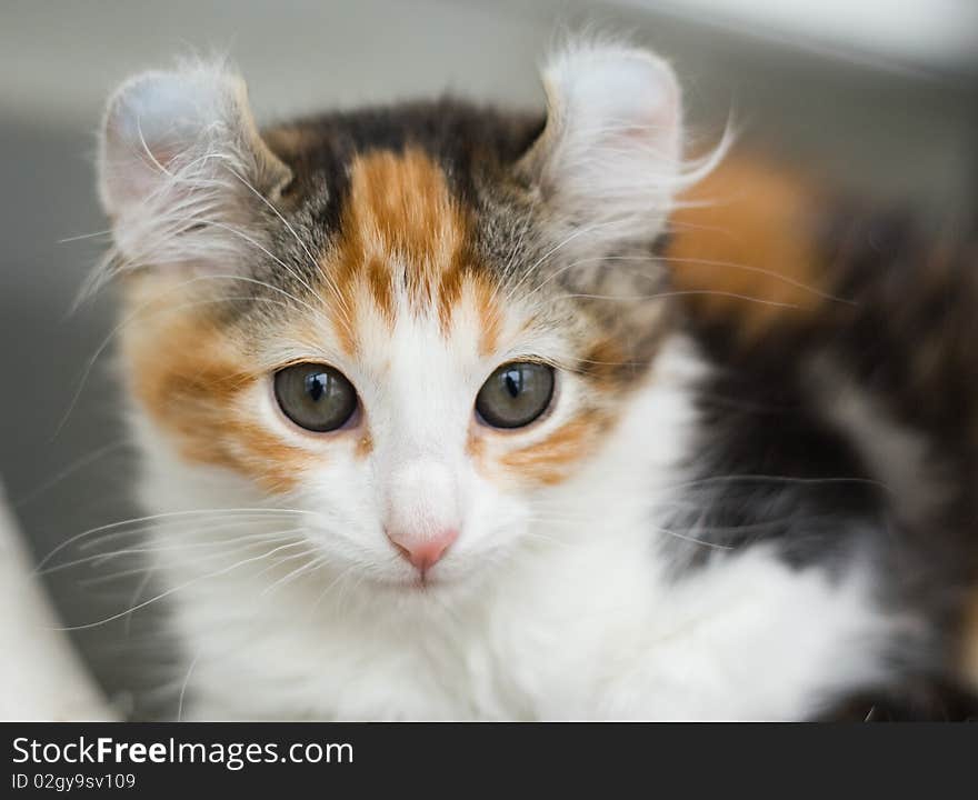 Kitten animals feline cute cat