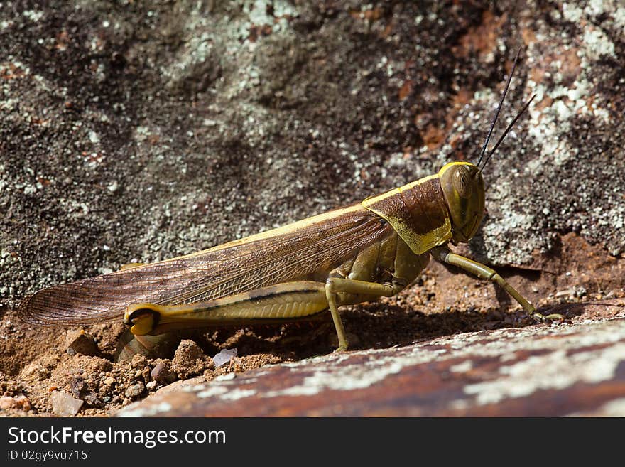 Grasshopper side view