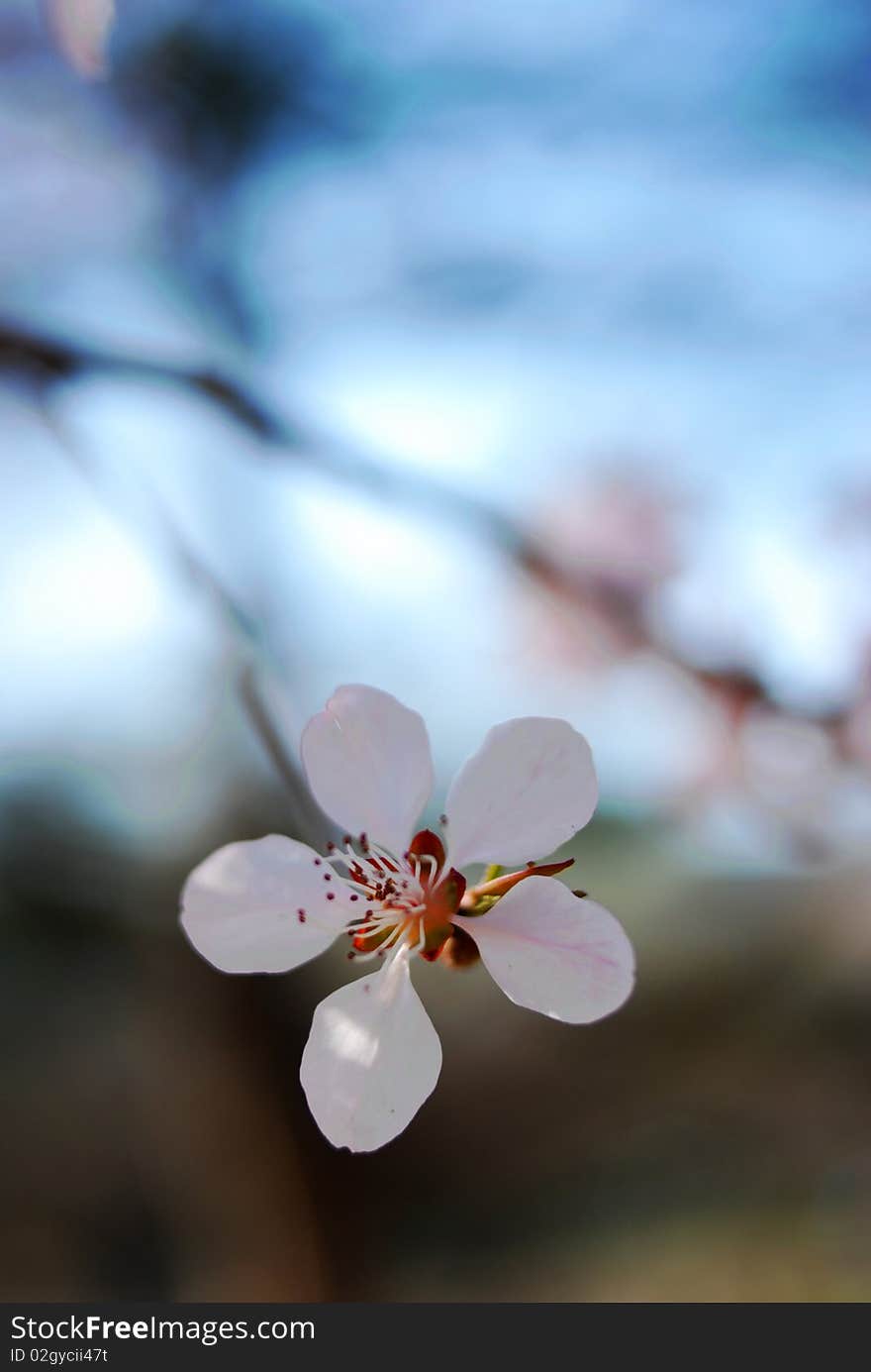 Peach Flower-1