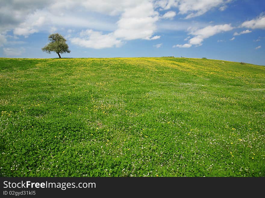 Spring meadow in Rodopi mountain in Bulgaria. Spring meadow in Rodopi mountain in Bulgaria