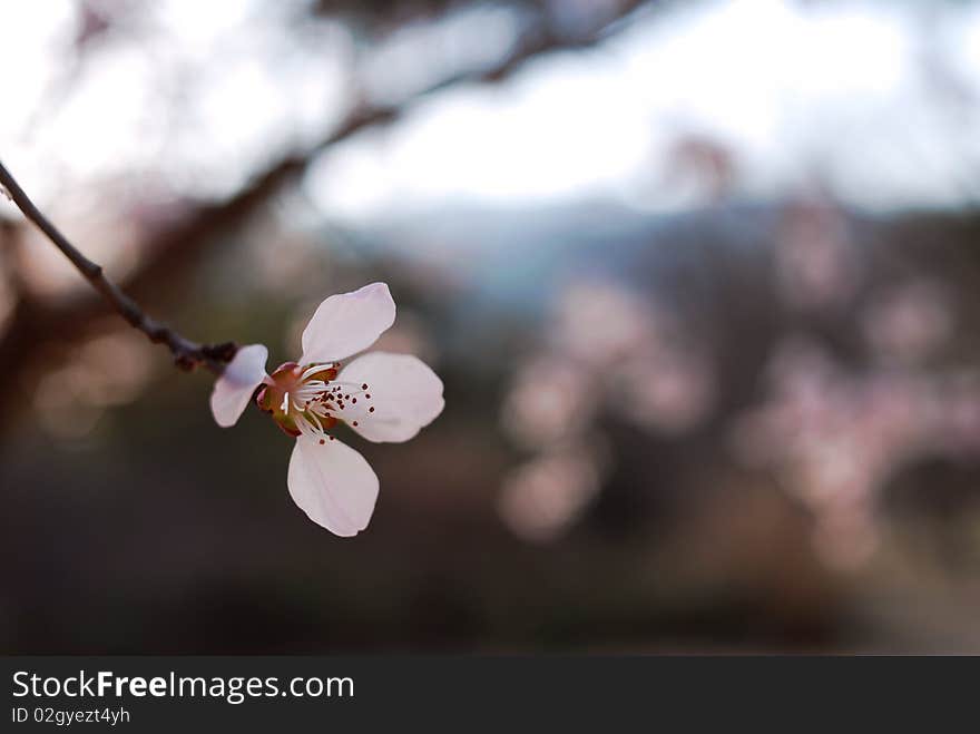 Peach Flower-2