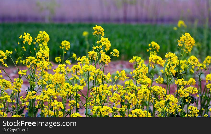 Yellow  rape