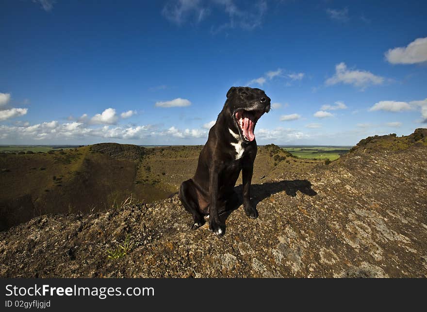 One happy dog after a trek up a crater mountain. One happy dog after a trek up a crater mountain.