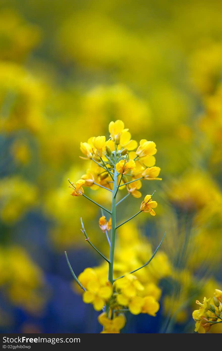 Yellow rape blossoming in spring. Yellow rape blossoming in spring.