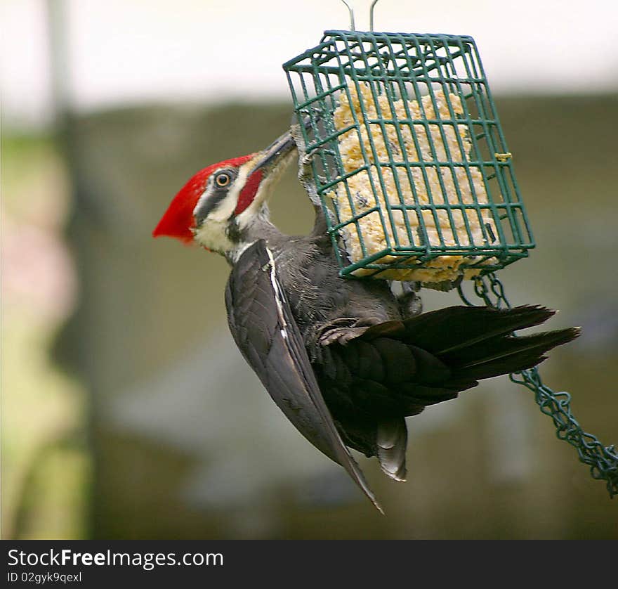 Hungry Pileated Woodpecker