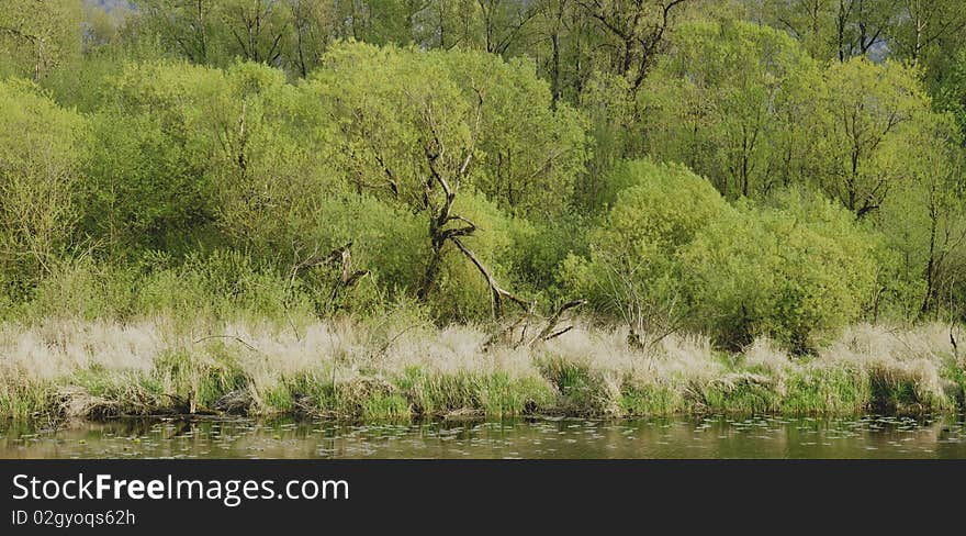 Forest Spring Environment Green