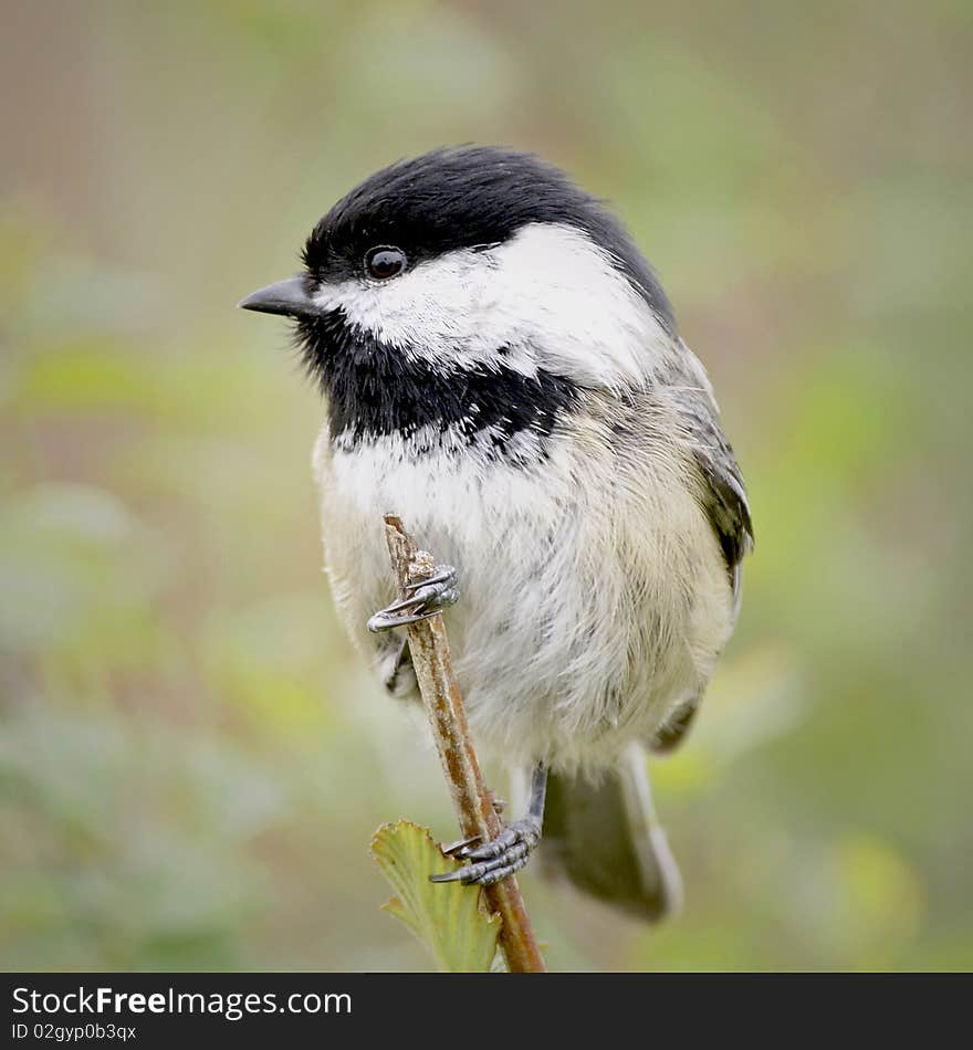 Small Black Capped Chickadee perched on a branch. Small Black Capped Chickadee perched on a branch